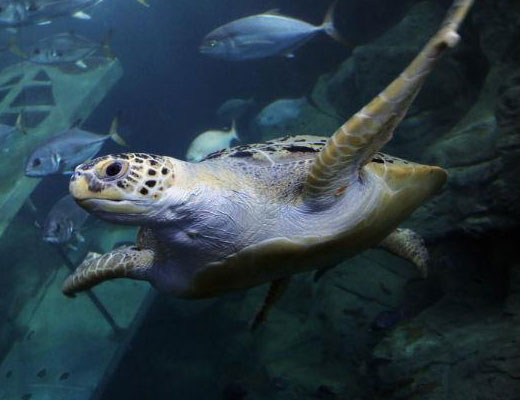 National Marine Aquarium