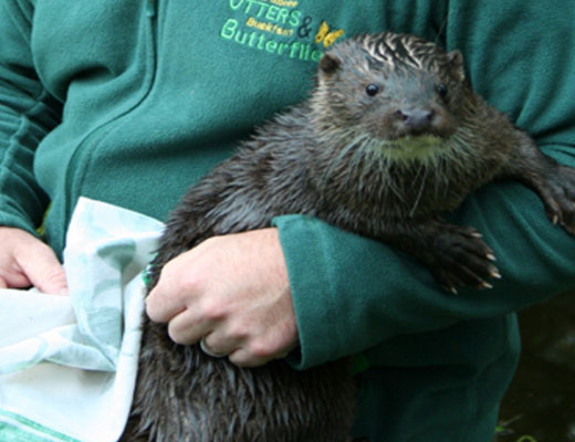 Buckfast Butterfly Farm and Dartmoor Otter Sanctuary