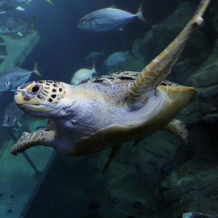 National Marine Aquarium